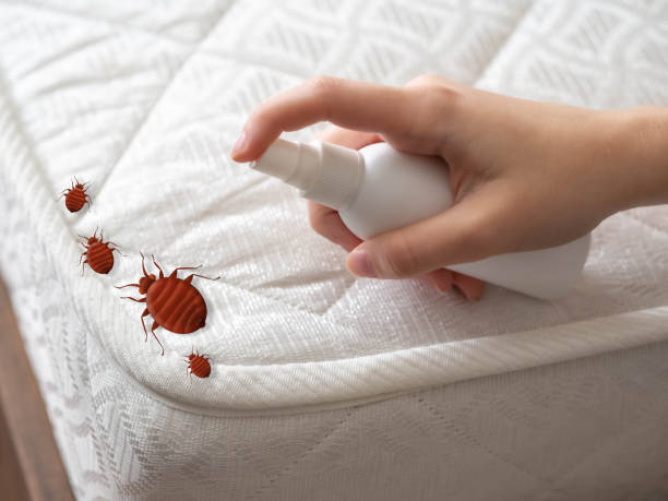 Best Bed Bug Extermination  in Tonawanda, NY